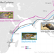 path of cuckoos migrating and mapped